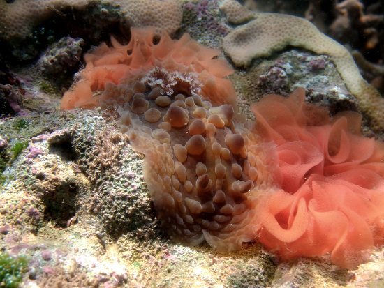  Asteronotus cespitosus (Sea Slug)